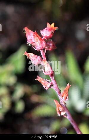 Makroaufnahme von Echeveria Blumen nach Regen Stockfoto