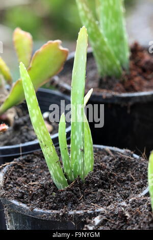 Wachsende Aloe Vera in einem schwarzen Kunststoff-Topf Stockfoto