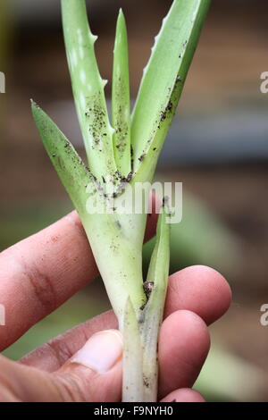 Nahaufnahme von Hand mit Aloe Vera-Welpen Stockfoto