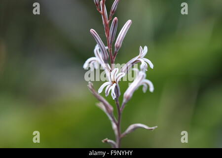 Makroaufnahme der Blüte Haworthia attenuata Stockfoto