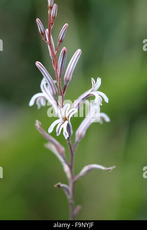 Makroaufnahme der Blüte Haworthia attenuata Stockfoto