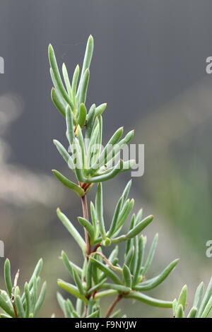 Nahaufnahme eines wachsenden Pigface Pflanzen Stockfoto