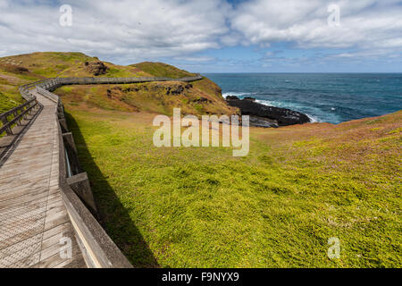 Kurvige Promenade zwischen grünen blühenden Hügeln an der Küste von Nobbies, Phillip Island, Victoria, Australien Stockfoto