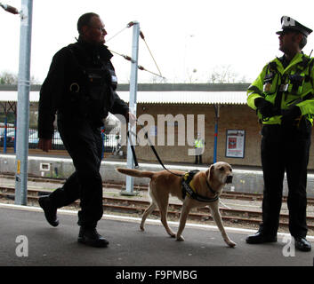 Kings Lynn, Norfolk, Großbritannien. 17. Dezember 2015. HM Königin Elizabeth II in Kings Lynn mit der Bahn anreisen. . Kings Lynn, Norfolk, Großbritannien. . 17.12.2014 es war erhöhte Sicherheit am Bahnhof Kins Lynn an diesem Nachmittag wie ein Suchhund die Plattform Patrouillen vor HM Königin Elizabeth II in Kings Lynn mit dem Zug ankommt. Wie ein Mitglied der Öffentlichkeit reiste sie im öffentlichen Zug, ihre jährlichen Weihnachtsferien in Sandringham, Norfolk startbereit. Es ist nicht ungewöhnlich, dass der Monarch, öffentliche Verkehrsmittel zu benutzen, wenn sie nach Kings Lynn reist.  Bildnachweis: Paul Marriott/Alamy Live-Nachrichten Stockfoto