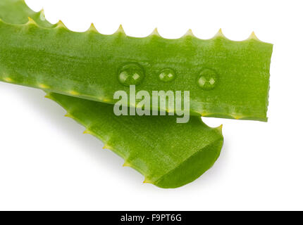 Aloe Vera Blätter mit Wassertropfen isoliert auf weißem Hintergrund Stockfoto