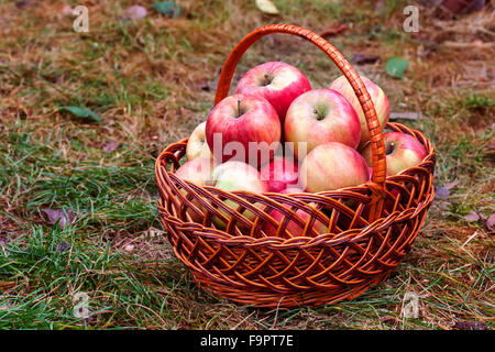 große rote Äpfel im Korb auf dem Rasen Stockfoto