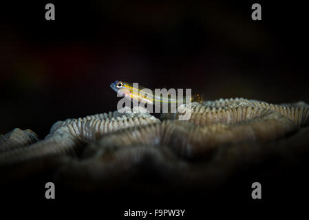 Pfefferminz-Grundel (Coryphopterus Lipernes) auf dem Riff, Bonaire, Niederländische Antillen Stockfoto