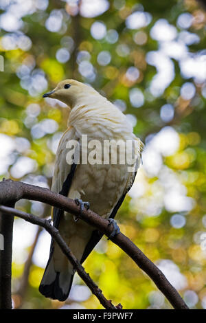 Ein pied imperial Taube (Ducula bicolor). Stockfoto