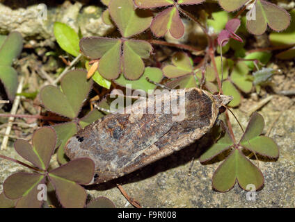 Großes gelbes Underwing Moth - Noctua Pronuba unter Blättern Verbreitung gelbe Sorrel - Oxalis corniculata Stockfoto