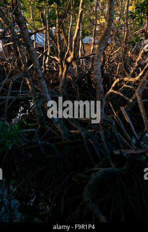 Getrocknete Wurzeln und Lianen eines Baumes im Schlamm Stockfoto