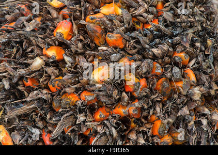 Palmöl: Elaeis Guineensis. Sabah, Borneo Stockfoto