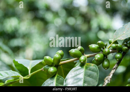 Grüne Kaffeebohnen mit Blättern auf AST auf einer Plantage in Nicaragua Stockfoto