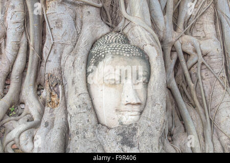 Buddha Kopf in die Baumwurzeln Stockfoto