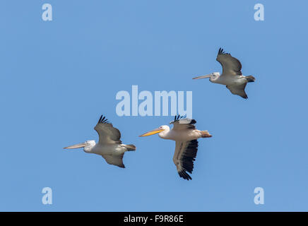 Weiße Pelikane, Pelecanus Onocrotalus im Flug, am Kerkini-See, Griechenland. Stockfoto