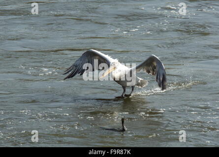 Dalmatinische Pelikane füttern mit Pygmy Kormorane am Fluss Outfall, See Kerkini Nord Griechenland. Stockfoto