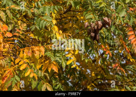 Goldenrain Tree oder stolz von Indien, Stand Paniculata mit Obst und Herbstfärbung. Stockfoto