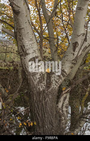 Stamm der grau-Pappel, Populus Canescens zeigt Herbstfarbe. Stockfoto