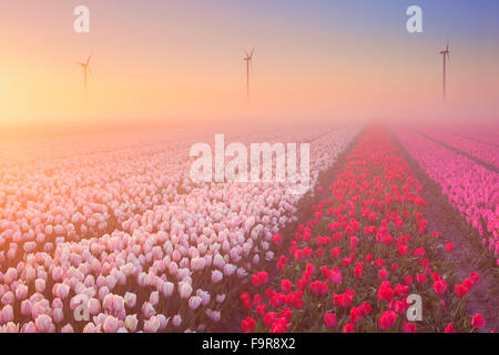 Bunte Tulpen in den Niederlanden, bei Sonnenaufgang an einem schönen nebligen Morgen fotografiert. Stockfoto