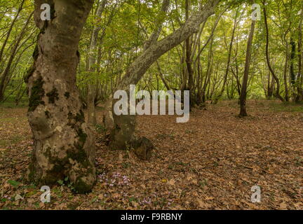 Efeu-leaved Alpenveilchen, Cyclamen Hederifolium, im Oriental Flugzeug Wald auf Aue, in der Nähe von Meteora, Griechenland. Stockfoto