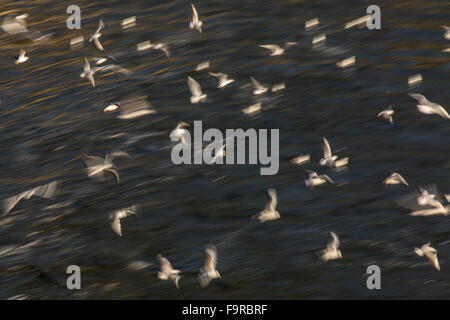 Unscharfe Herde von Lachmöwen im Frühwinter Gefieder, am Fluss Outfall, See Kerkini Nord Griechenland. Stockfoto