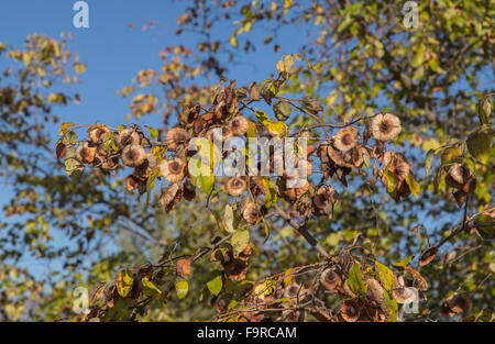 Christus der Dorn, Paliurus Spina-Christi in Früchte im Herbst. Griechenland. Stockfoto