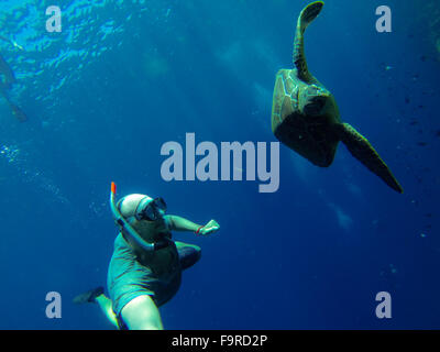 Glatzkopf Tauchen mit einer Meeresschildkröte in The Deep Blue Sea Stockfoto