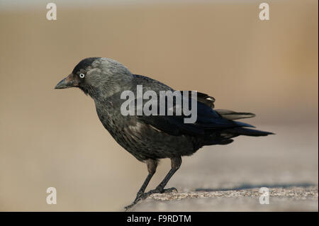 Die westlichen Dohle (Corvus Monedula) an einer Wand Stockfoto