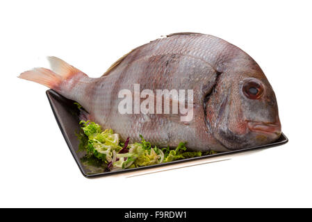 Rohe porgy Stockfoto