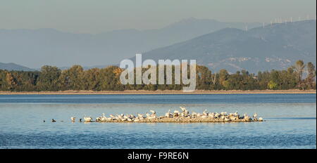 Dalmatinische Pelikane Schlafplatz auf der Insel im See Kerkini, Nord-Griechenland. Stockfoto