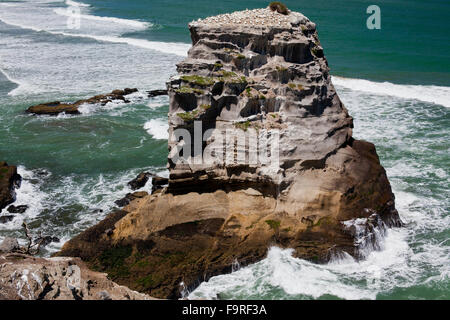 Die Tölpelkolonie am Muriwai betrachtet aus North Island, Neuseeland, in der Nähe von Auckland. Stockfoto