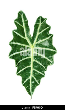 Exotische tropische Pflanzen - Alocasia auf weißem Hintergrund Stockfoto
