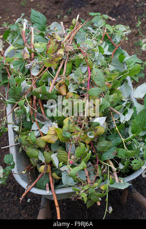 Himbeerpflanzen in einer Schubkarre zurückschneiden. November. UK Stockfoto