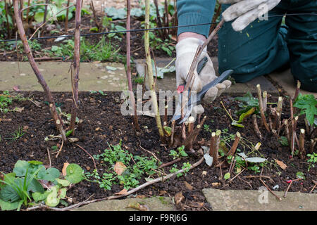 Gärtner Rückschnitt Himbeerpflanzen im November. UK Stockfoto