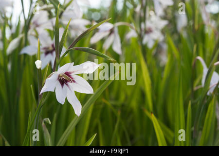 Gladiolus murielae. Abessinier gladiolus Blume in einem Garten. Großbritannien Stockfoto