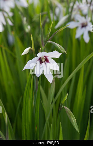 Gladiolus murielae. Abessinier gladiolus Blume in einem Garten. Großbritannien Stockfoto