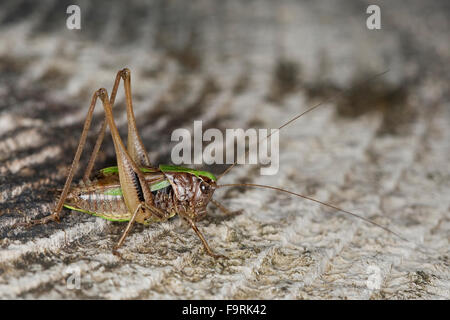 Moor-Bush-Cricket, Moor Bushcricket, Kurzflügelige Beißschrecke, Kurzflüglige Beißschrecke, Männchen, Metrioptera Brachyptera Stockfoto