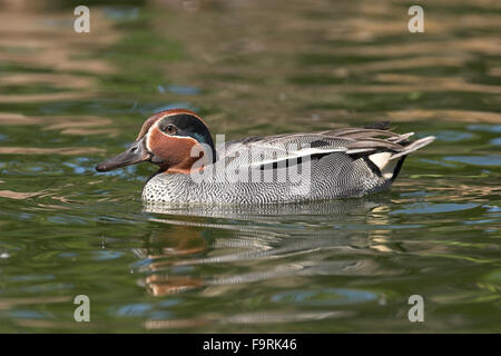 Blaugrün, grün – Winged Teal, Männlich, Männchen, Erpel, Krickente, Krick-Ente, Anas Vogelarten, Sarcelle d ' hiver Stockfoto