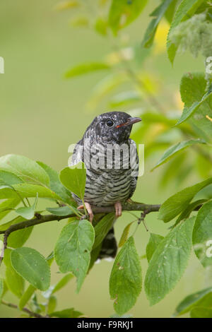 Kuckuck, junger Vogel, Kuckuck, Flügger Jungvogel, Cuculus Canorus, Coucou gris Stockfoto