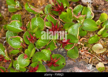 Zwerg Willow, zumindest Willow, Snowbed, weibliche, Obst, Kraut-Weide, Krautweide, Krautige Weide, Weiblich, Früchte, Salix Herbacea Stockfoto