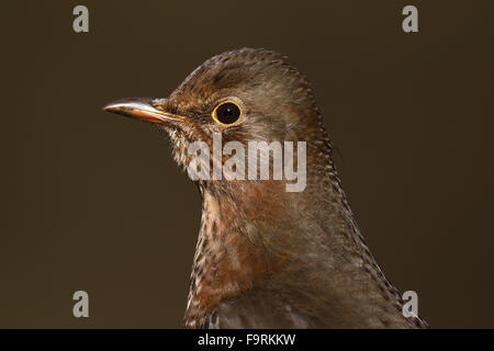 Weibliche Amsel (Turdus Merula) Stockfoto