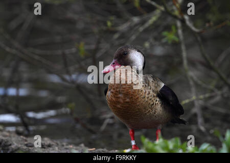 Brasilianische Teal, (Amazonetta Brasiliensis) Stockfoto