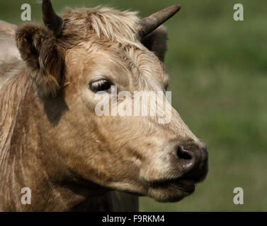 Stier, Kuh Stockfoto