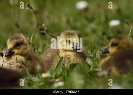 Kanada Gänsel (Branta Canadensis) Stockfoto