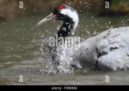 Kraniche (Grus Grus) Stockfoto