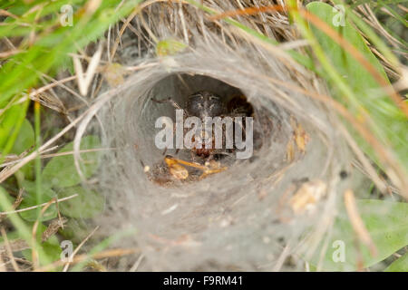 Trichter-Weber, Grass Labyrinth Spider, Labyrinthspinne, Labyrinth-Spinne, Netz, Agelena Labyrinthica, Trichterspinnen, Agelenidae Stockfoto