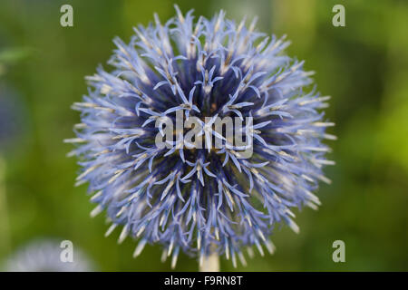 Globe Distel, Globethistle, Kugeldistel, Echinops Spec. Stockfoto