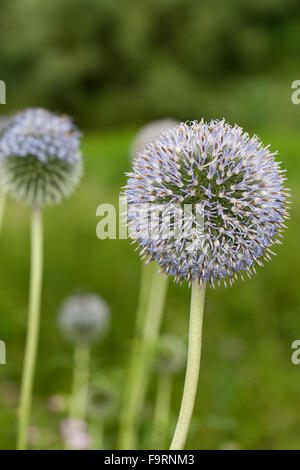 Russische Globe Thistle, Globe-Distel, hoch Globethistle, Drüsenlose Kugeldistel, Hohe Kugeldistel Echinops Exaltatus Stockfoto