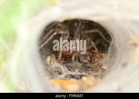 Trichter-Weber, Grass Labyrinth Spider, Labyrinthspinne, Labyrinth-Spinne, Netz, Agelena Labyrinthica, Trichterspinnen, Agelenidae Stockfoto