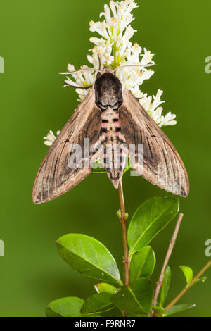 Liguster Hawkmoth, Liguster Hawk-Moth, Liguster Hawk Moth, Ligusterschwärmer, ausschlagfähige-Schwärmer, Sphinx Ligustri, Sphingidae Stockfoto