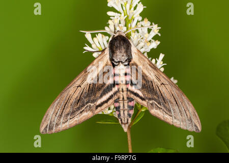 Liguster Hawkmoth, Liguster Hawk-Moth, Liguster Hawk Moth, Ligusterschwärmer, ausschlagfähige-Schwärmer, Sphinx Ligustri, Sphingidae Stockfoto